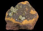Gemmy, Yellow-Green Adamite Crystals - Durango, Mexico #65291-1